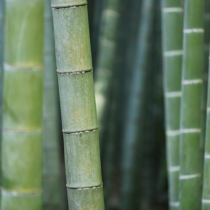 bamboo-919052_1920